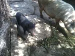 De vanzare porci vietnamezi - Miniatura 2