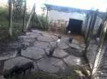 De vanzare porci vietnamezi - Miniatura 3