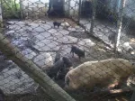 De vanzare porci vietnamezi - Miniatura 4