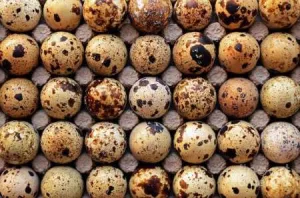 Prepelita JUMBO GOLD - oua, carne si prepelite outoare