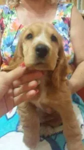 Pui cocker spaniel englez