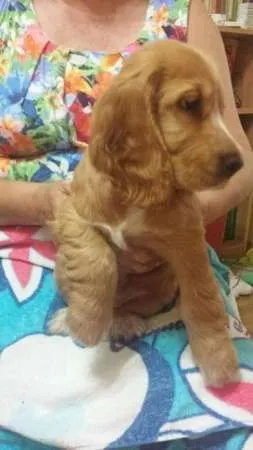 Pui cocker spaniel englez - Imaginea 2
