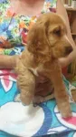 Pui cocker spaniel englez - Miniatura 2