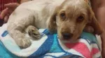 Pui cocker spaniel englez - Miniatura 3
