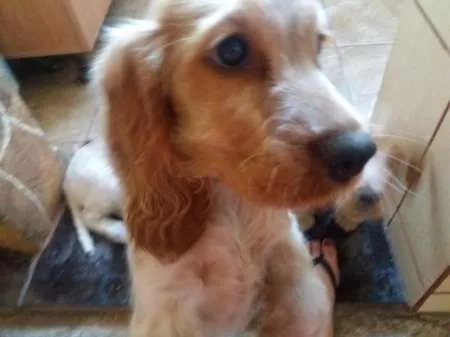 Pui cocker spaniel englez - Imaginea 4