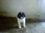 Vand Catelusi Ciobanesc Romanesc de Bucovina - Miniatura 4
