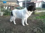 Vand Catelusi Ciobanesc Romanesc de Bucovina - Miniatura 10