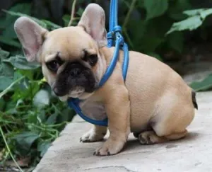 Dulce pui de bulldog francez