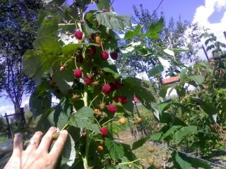 zmeura puieti( drajoni, butasi ) cu radacina soi Cayuga  si WILLAMETT - Imaginea 2