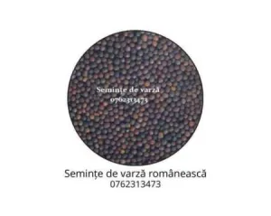Seminte de varza romaneasca