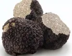 Vindem Trufe- Tartufi de sezon proaspat culese din padure - Miniatura 3