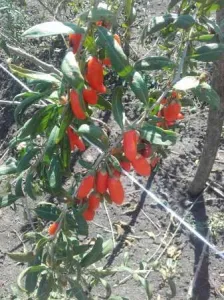 Seminte si plante Goji NQ1