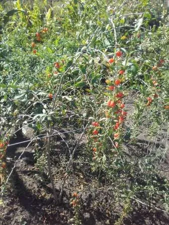 Seminte si plante Goji NQ1 - Imaginea 2