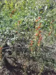 Seminte si plante Goji NQ1 - Miniatura 2