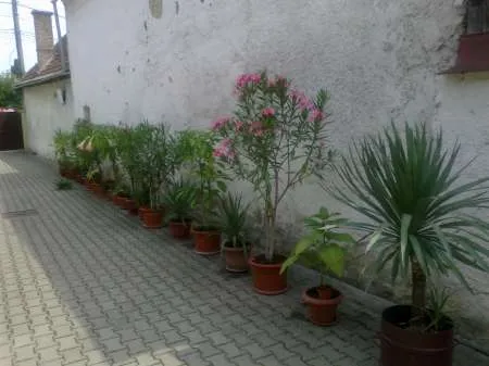 plante ornamentale diverse - Imaginea 1