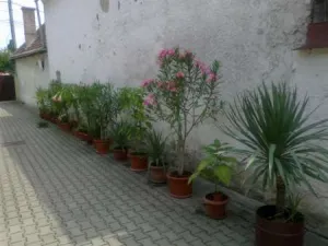 plante ornamentale diverse