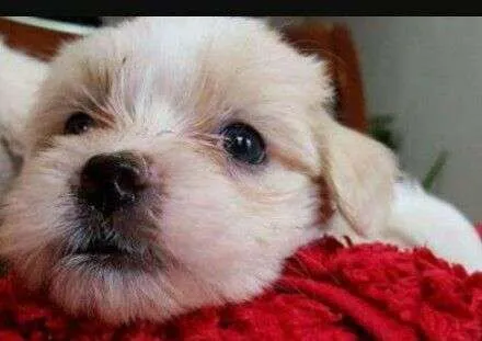 Bichon havanez mascul - Imaginea 1