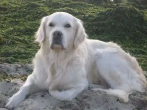 Pierdut Golden Retriever/Labrador - Buzau