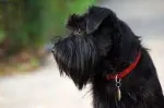 PrimimSpre ADOPTIE prin Donatie Caini de RASA  - Miniatura 2