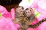 maimuÈ›e pentru copii Marmoset pentru adoptare. - Miniatura 1
