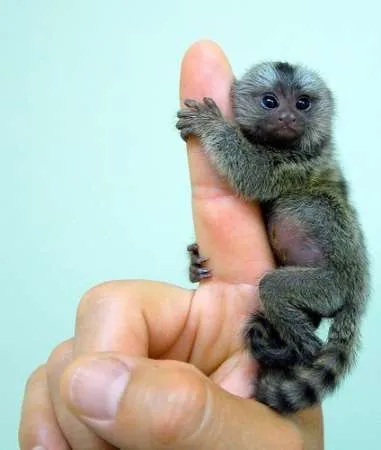 maimuÈ›e pentru copii Marmoset pentru adoptare. - Imaginea 2