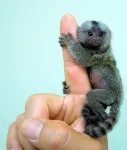 maimuÈ›e pentru copii Marmoset pentru adoptare. - Miniatura 2