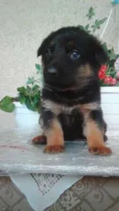 vand catelusi rasa ciobanesc german