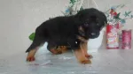 vand catelusi rasa ciobanesc german - Miniatura 2