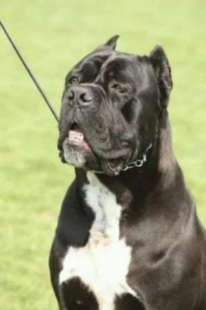 Mascul CANE CORSO calm , linistit caut partenera - Imaginea 1