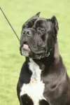 Mascul CANE CORSO calm , linistit caut partenera - Miniatura 1