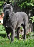Mascul CANE CORSO calm , linistit caut partenera - Miniatura 2