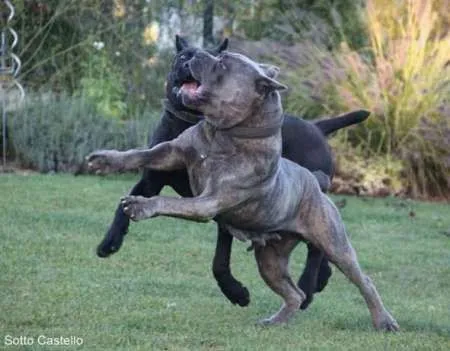 Mascul CANE CORSO calm , linistit caut partenera - Imaginea 3