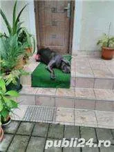 Mascul CANE CORSO calm , linistit caut partenera - Imaginea 4
