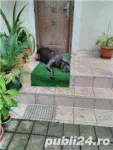 Mascul CANE CORSO calm , linistit caut partenera - Miniatura 4