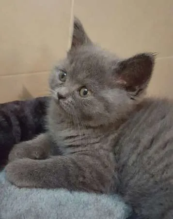 Pierdut pui pisica British Shorthair in Buhusi. - Imaginea 1