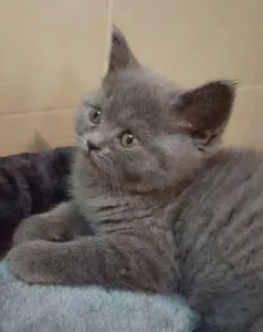 Pierdut pui pisica British Shorthair in Buhusi.