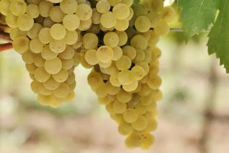 Struguri de vin - Imaginea 1