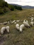 Oi de vanzare. persoana de contact Dan Farcas - Miniatura 2