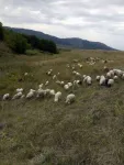 Oi de vanzare. persoana de contact Dan Farcas - Miniatura 5