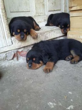 Rottweiler de vanzare - Imaginea 1