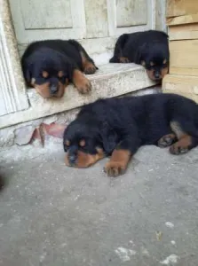 Rottweiler de vanzare