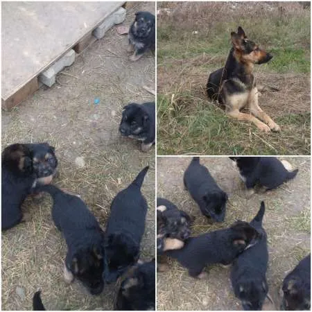 Caine Ciobanesc German - 1 Luna - 4 Masculi - 4 Femele - Imaginea 1