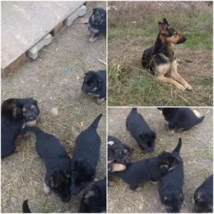 Caine Ciobanesc German - 1 Luna - 4 Masculi - 4 Femele