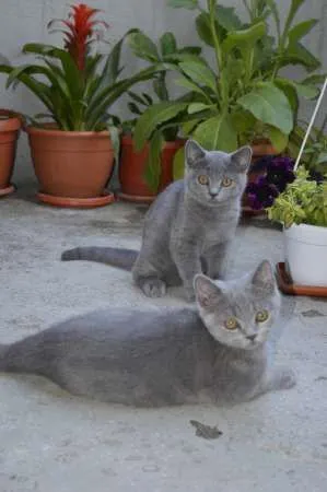 Pisoi British Shorthair, Blue - Imaginea 1