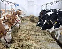 FERMA DE ANIMALE GERMANIA/1000 EURO - Imaginea 1