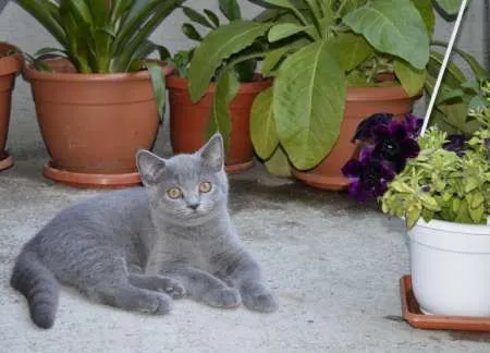 Pisoi British Shorthair, Blue - Imaginea 2