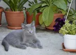 Pisoi British Shorthair, Blue - Miniatura 2
