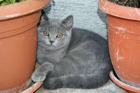 Pisoi British Shorthair, Blue - Imaginea 3