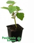 Paulownia - Miniatura 1