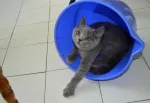 Pisoi British Shorthair, Blue - Miniatura 4